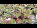 My 3 Favorite Ground Cover Plants | Never weed again! | Freyman Farms