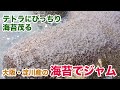 大阪・淀川で海苔をはがしてパンに塗る