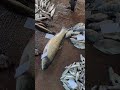 হাড়ৎ তে মাছ বেচাকেনা হচ্ছে... #foryou #fishing #viralvideo #fish