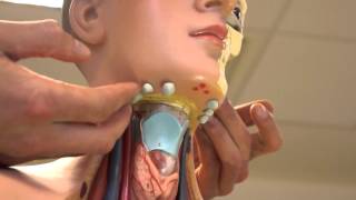 Clinical Examination - Head and Neck Lymph nodes