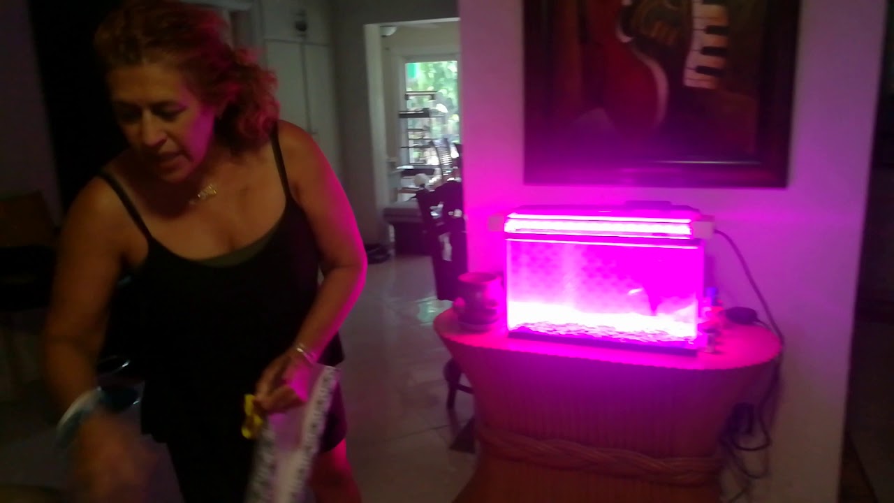 Fish Tank Background For Free YouTube