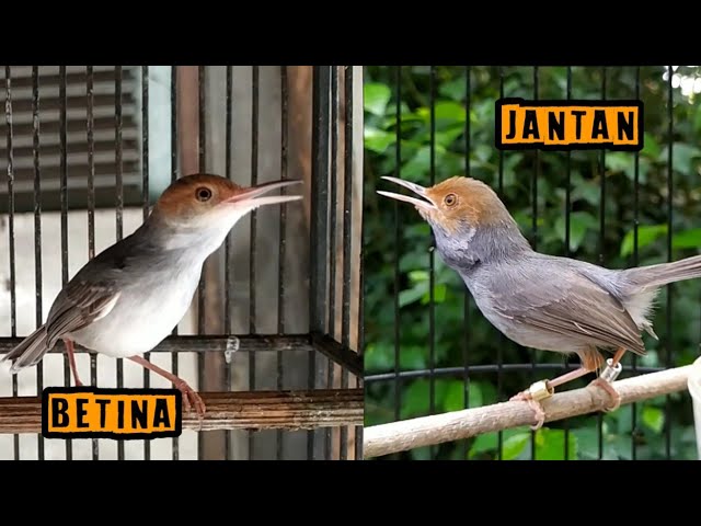 Prenjak betina VS Prenjak Jantan ‼️Ampuh Dongkrak Emosi Burung Macet Bunyi class=