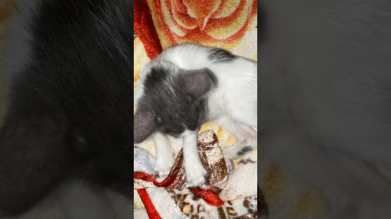 Мой котенок — настоящий мастер по приготовлению печенья! 🐱🍪✨ 