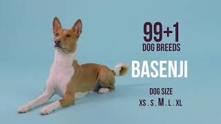 Basenji by Forever Home Initiative 626 views 2 years ago 1 minute, 30 seconds