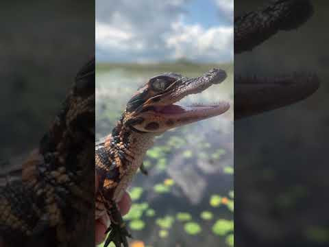 Baby gator calls
