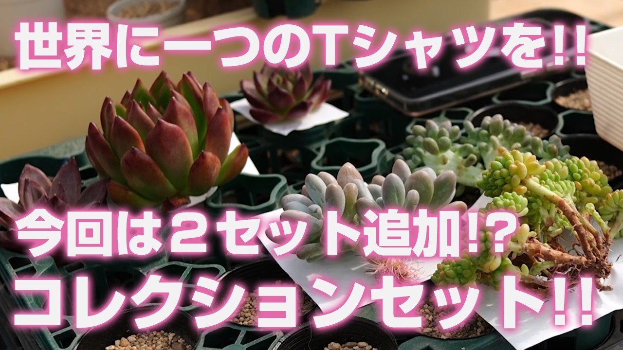 08/19/2026 [Succulents] Two more sets added this time