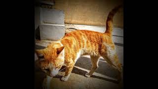 Ipw Hc 21.001-056 M Torob Med Vid 7.1