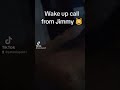 Wake up call fro.Jimmy 😸 #kitten #cat #cute like follow share Twitch Instagram Facebook TikTok