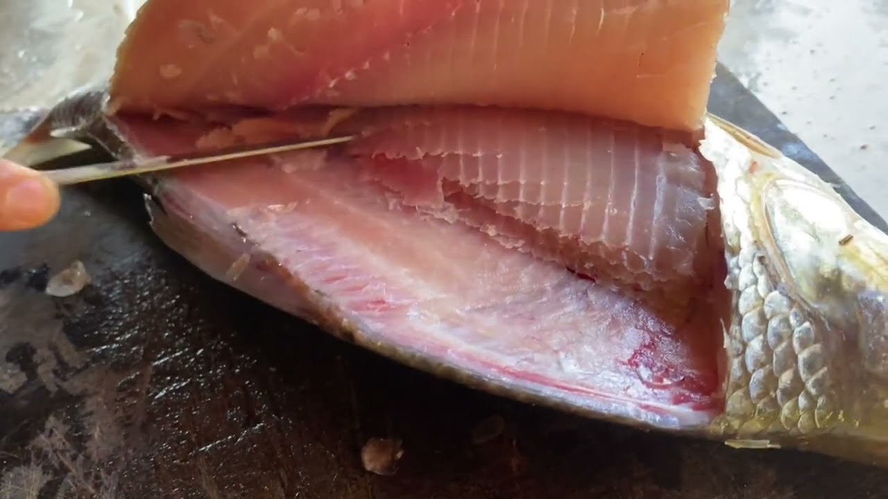 Como tirar filé de curimba sem espinho, de maneira fácil.