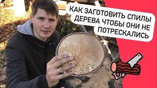 картинка: Как заготовить спилы дерева чтобы они не потрескались