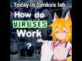 Senkos lab episode 7
