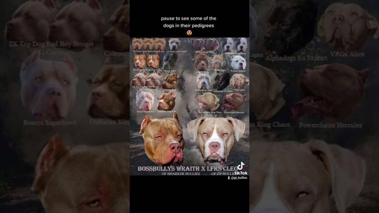 Best XL American Bullies In The World DDK9 Hulk Meets Bossy Superbowl