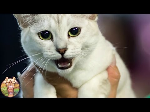 Vidéo: Quelle Est La Race De Chat La Plus Chère