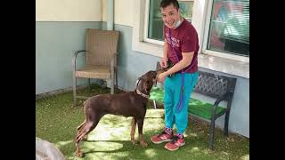 Oas 61423Mt1 Sweet Dobie