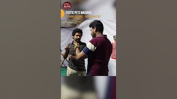 pet python #shorts #shortvideo #short #shortvideo #PETPHYTHON #phython #ballpython #vjyogi #madurai