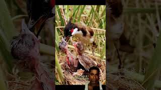Indian Bulbul Bulbul Bird