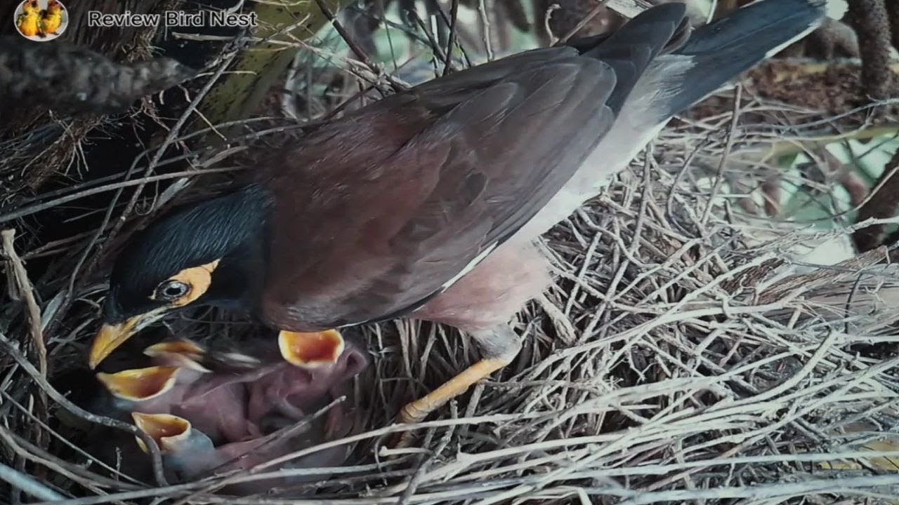 Common Myna Beautifully feeding her little baby in the nest! (EP06 ...