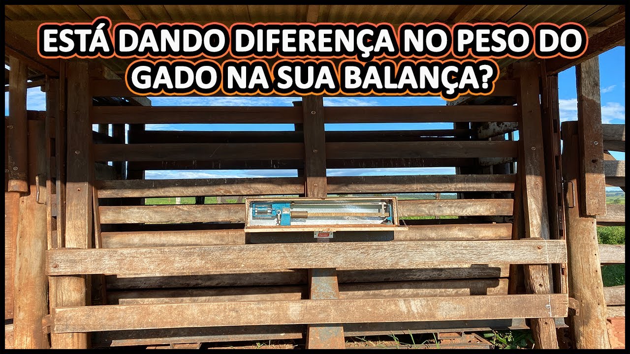 DICAS SOBRE A BALANÇA DO GADO, COMO PESAR DA FORMA CORRETA 