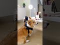 A Corgi Dog – is working as a Beauty UGC Creator