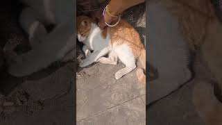 Mini N Kiti Enjoying Sleeping Winter Time Mini Kiti Love To Sleepshortsyoutube Shorts