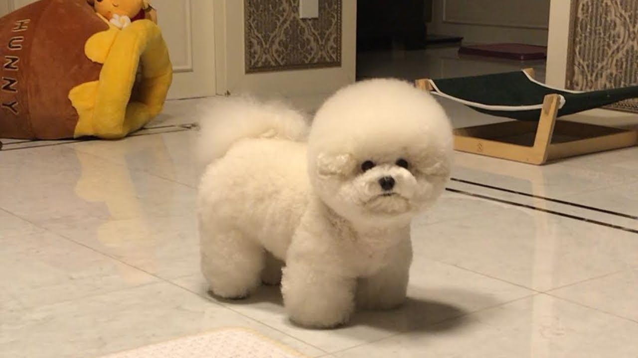 Cute Bichon Frise Puppies Videos 