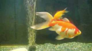 Indoor Aquaponic System