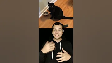 ПОЧЕМУ КОТЫ БОЯТСЯ ОГУРЦОВ #shorts