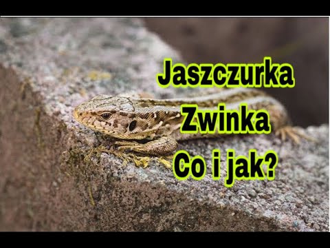 Wideo: Co Robić, Gdy Twoja Jaszczurka Traci Ogon?