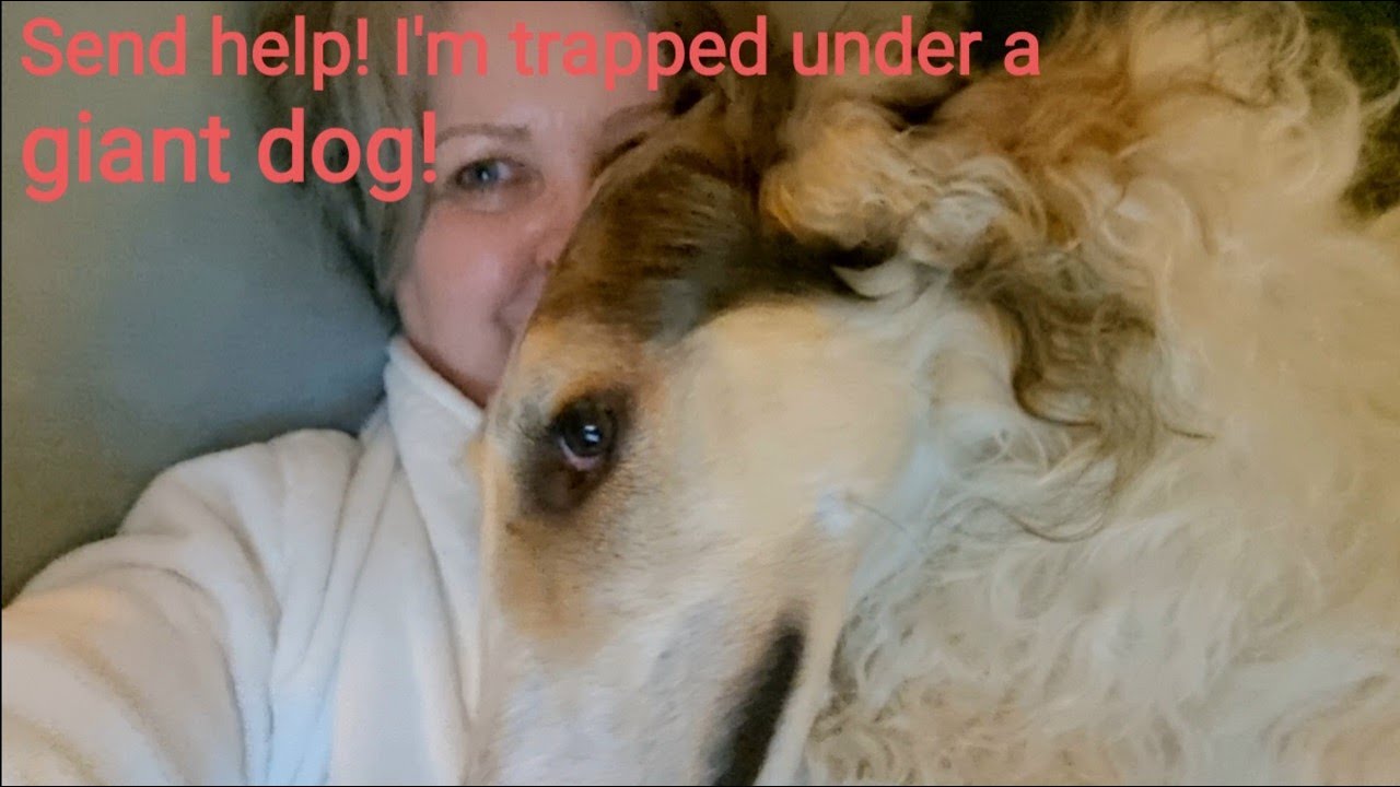 Borzoi dog - big heavy dog snuggles on the lounge