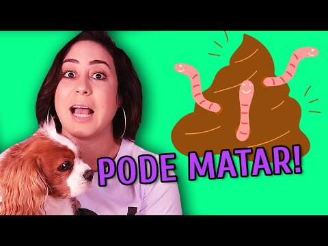 Vídeo: Os 5 principais parasitas que podem ameaçar a saúde do seu cão