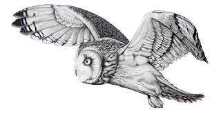 David Silberbauer - Time-laps of owl drawing