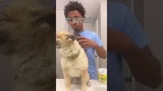 Can dogs get Freeform Dreadlocks ? #locs