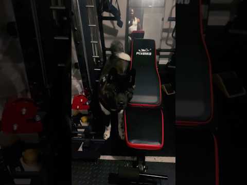 Yoshi’s Tactical Workout