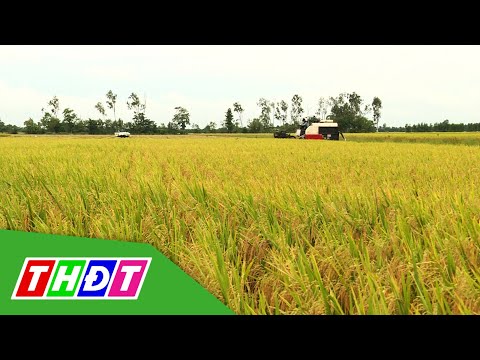Video Đồng Tháp: Tạo thuận lợi cho doanh nghiệp ngoài tỉnh... - youtube