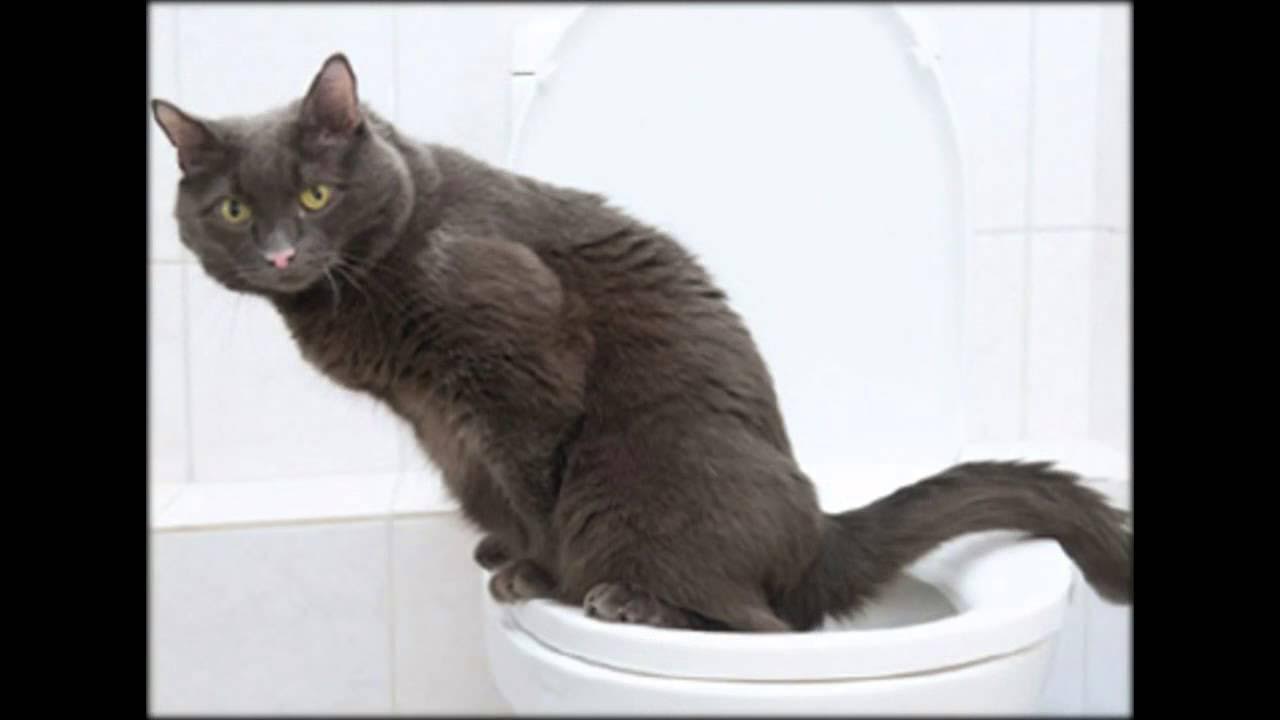 5 месяца. Туалет для кошек. Сколько коты какают в день. Кот какает. Сколько раз в день котята ходят в туалет в 1.