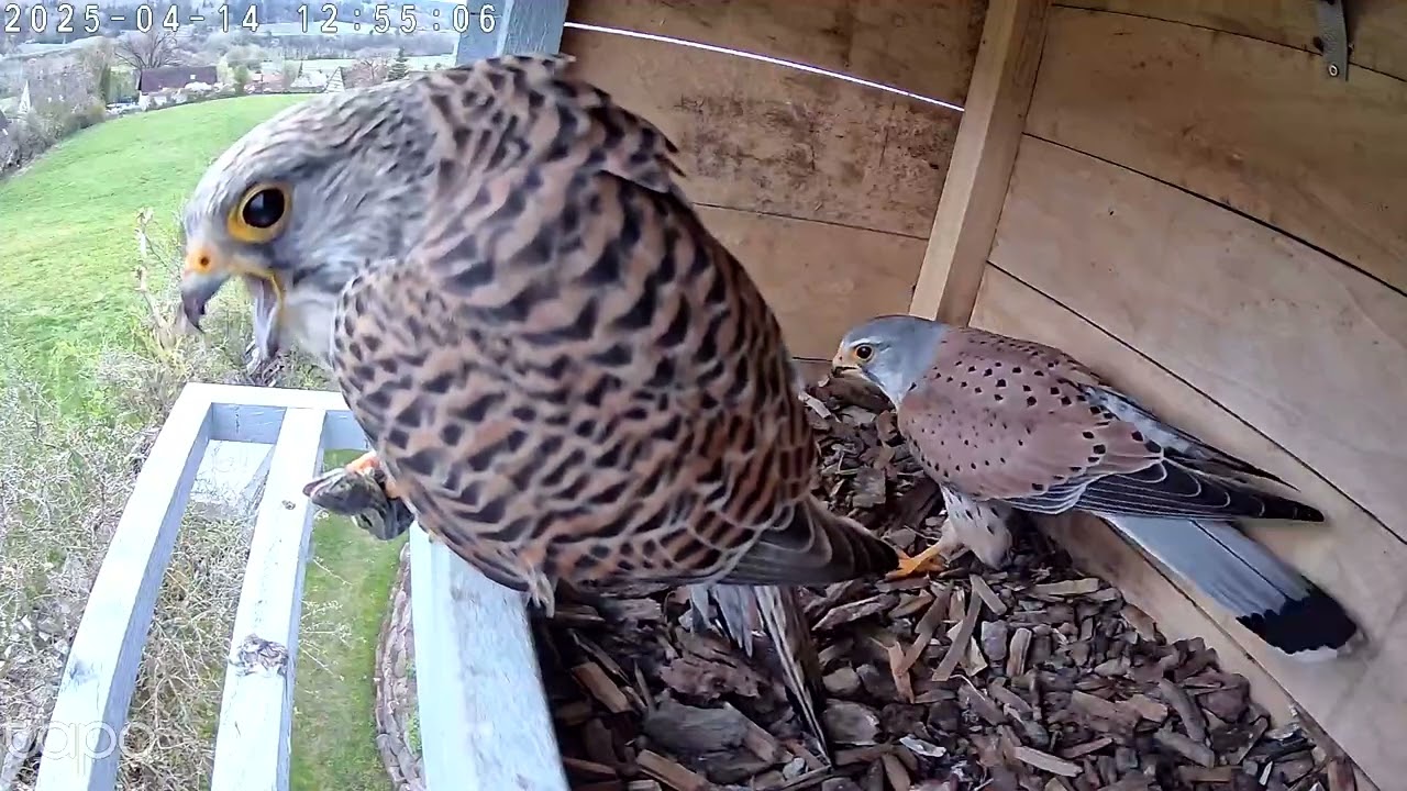 Turmfalken mit einer Eidechse