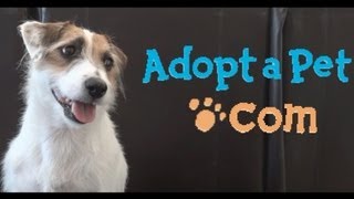 Jesse's Adopt-a-Pet.com Promo