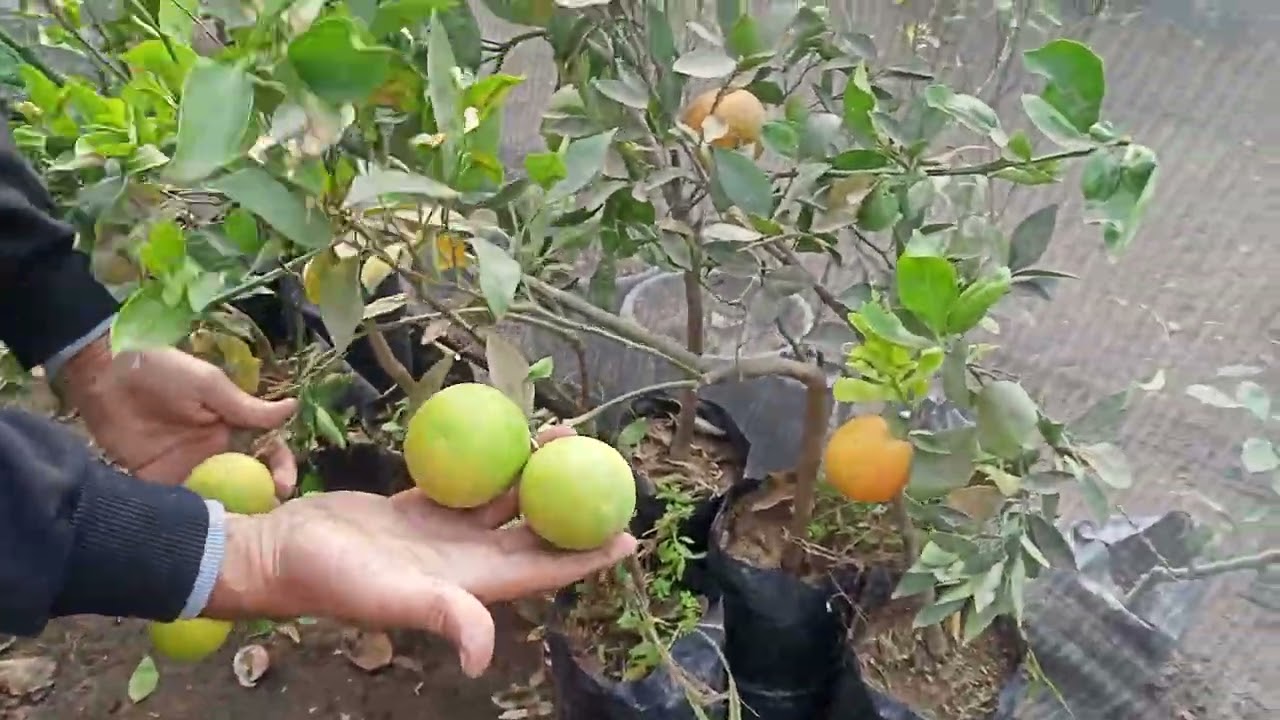 بسم الله ما شاء الله تبارك الله احلى فاكهه اورجانيك من على سطح بيتك متاح التوصيل 01282809229