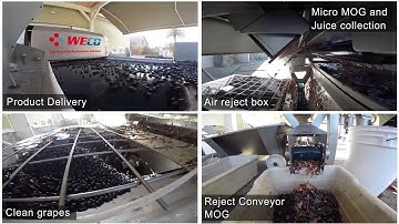 WECO Wine Grape Sorting 2014
