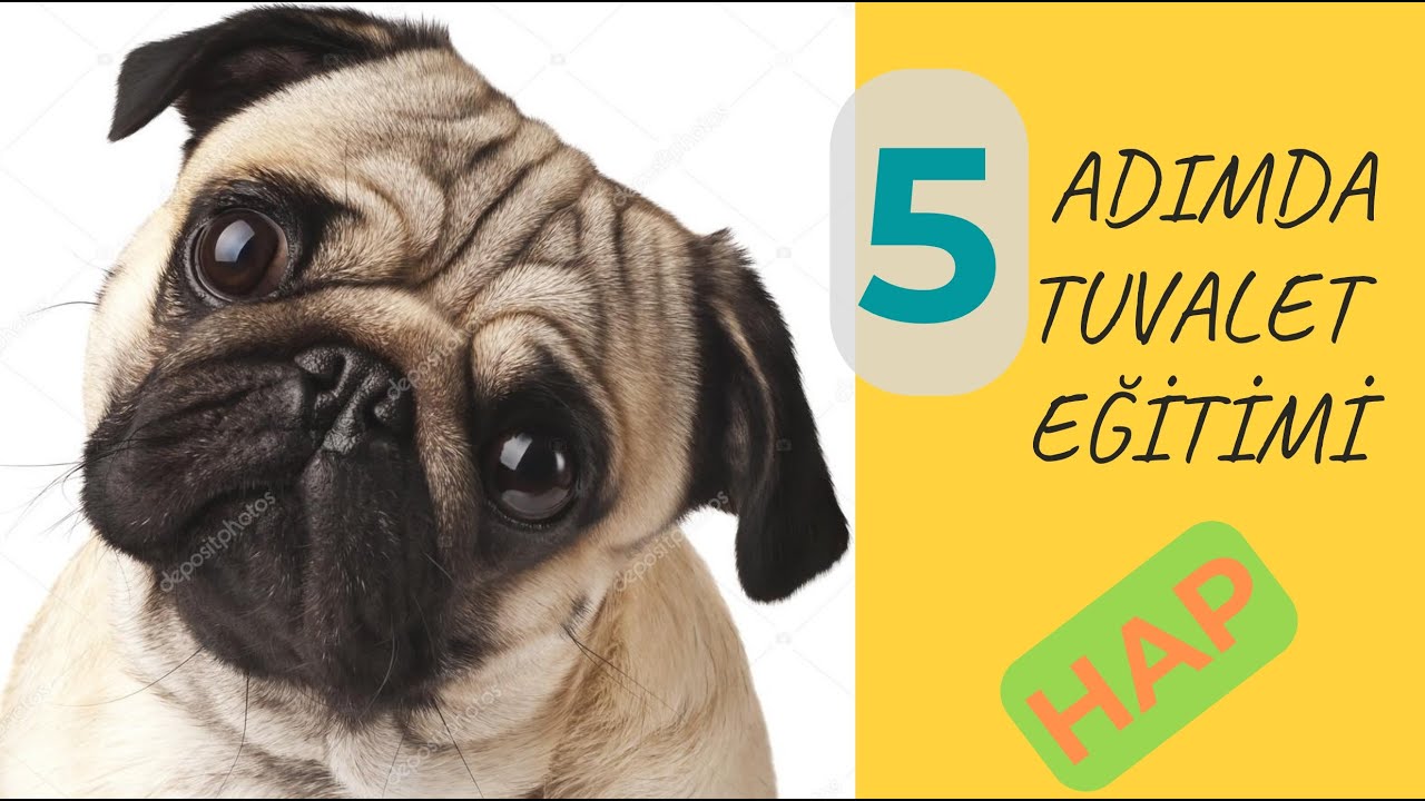 5 ADIMDA TUVALET EĞİTİMİ NASIL VERİLİR? KÖPEĞİME TUVALET EĞİTİMİ VEREBİLMEK İÇİN NE YAPMALIYIM?