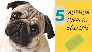 5 ADIMDA TUVALET EĞİTİMİ NASIL VERİLİR? KÖPEĞİME TUVALET EĞİTİMİ VEREBİLMEK İÇİN NE YAPMALIYIM?