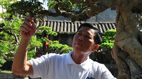 CHIA SẺ KIẾN THỨC CHUNG VỀ CÂY CẢNH NGHỆ THUẬT  ( PHẦN 1)