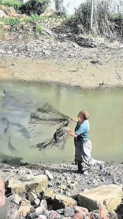 airnya surut ikan ngumpul disatu tempat #amazing #fishingnet