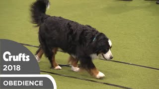 Obreedience - Hugabern | Crufts 2018