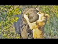 One Lioness Tries to Hunt Elephant