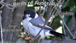 Birds of Australia Grey Butcherbird