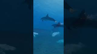 Can Orcas Learn Dolphin Language 🐬
