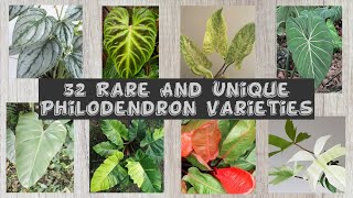 32 Rare And Unique Philodendron Varieties With Names