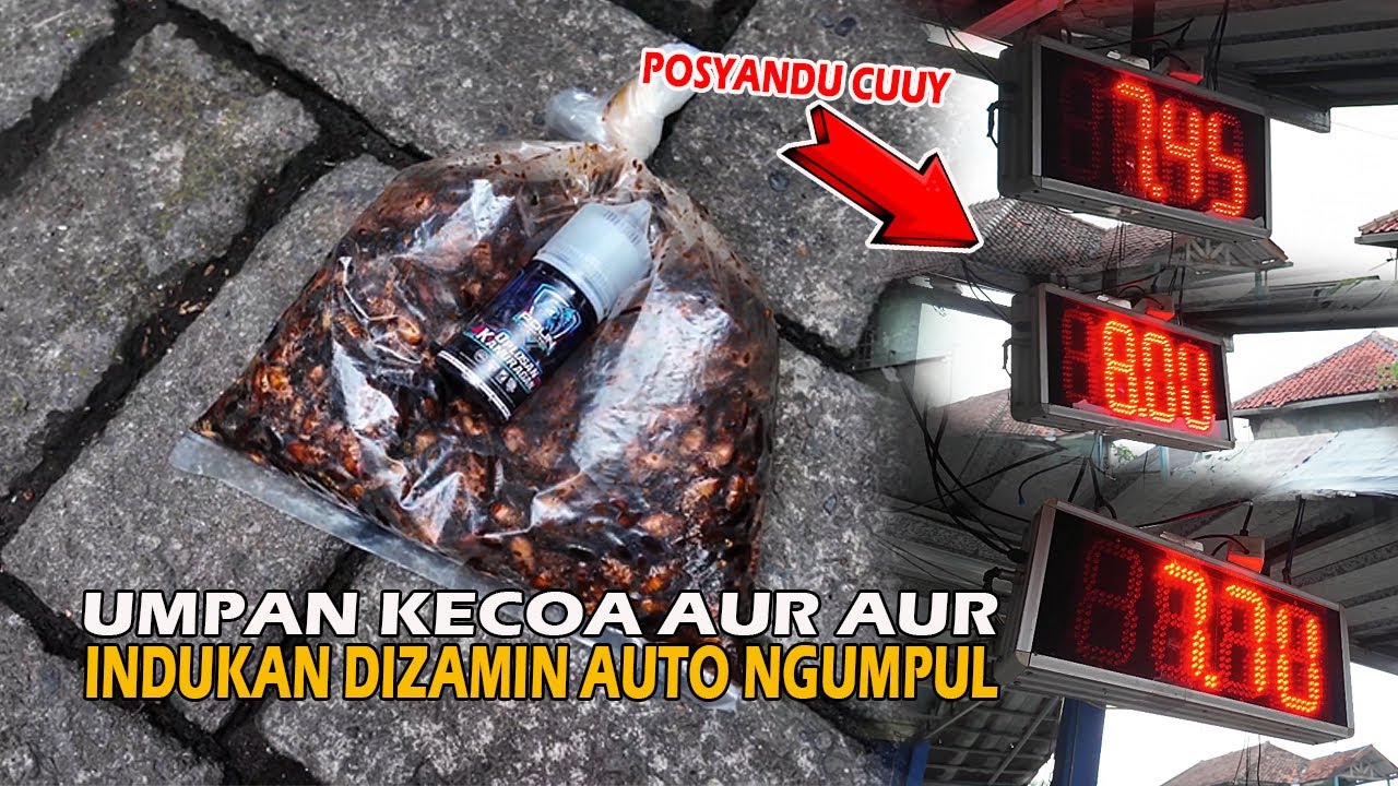 UMPAN BOROS JHON❗❗COCOK BUAT USMAN SERIES❗❗INDUKAN DI ZAMIN BERKUMPUL POKOKNYA🔥🔥