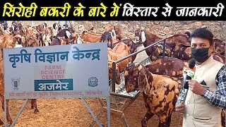 kvkajmerrajasthan goatfarming सिरोही बकरी के बारे में विस्तार ‌से जानकारी ।details of Sirohi goat